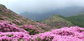 Czy różaneczniki są trujące?