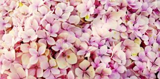 Czy hortensje są trujące?