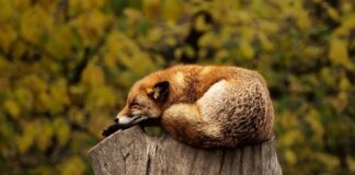 Jak przyzwyczaić psa do spania w legowisku?