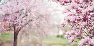 Jak smakuje magnolia?