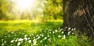 Czy można jeść kwiaty magnolii?