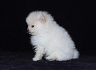 Jak rozmnażają się koralowce? Jak rozmnażają się koralowce?