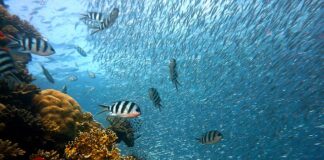 Czy koralowce parzą?