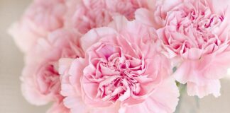 Czy można jeść surowe goździki?