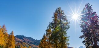 Jak zrobić masę orzechową z budyniem?