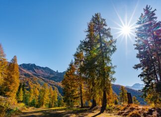 Jak zrobić masę orzechową z budyniem?