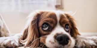 Czy psa można wozić w bagażniku?