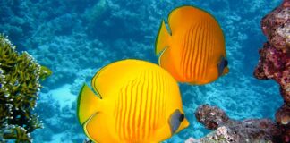 Jak sprawdzić czy to koral?