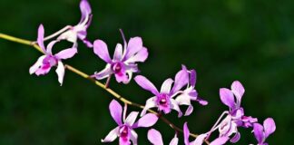 Czy dendrobium jest jadalne?