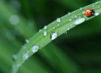 Od czego żółknie pościel? Od czego żółknie pościel?