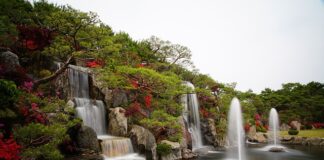 Czy azalia japońska jest trująca?