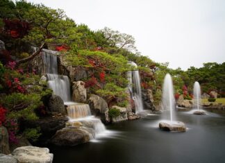 Czy azalia japońska jest trująca? Czy azalia japońska jest trująca?