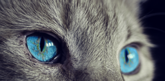 Czy kocie odchody nadają się na kompost?