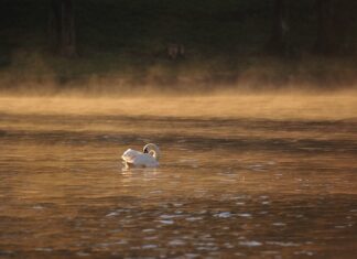 Jakie światło dla korali miękkich? Jakie światło dla korali miękkich?