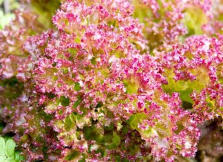 Co można zrobić ze starej pościeli? Co można zrobić ze starej pościeli?