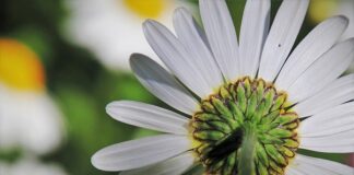 Czy margaretki są jadalne?