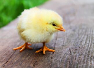 Jak zrobić pierś z kurczaka w słoiku? Jak zrobić pierś z kurczaka w słoiku?