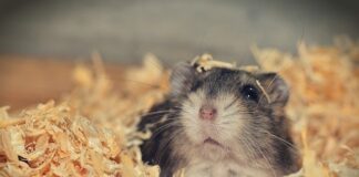 pożywienie dla chomika