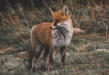 Odstraszacze dzikiej zwierzyny do ogrodu i sadu – co wybrać w zależności od pory roku? lis