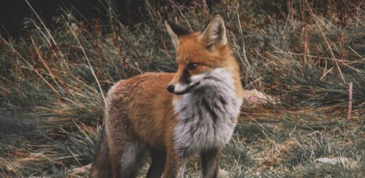 Odstraszacze dzikiej zwierzyny do ogrodu i sadu – co wybrać w zależności od pory roku? lis